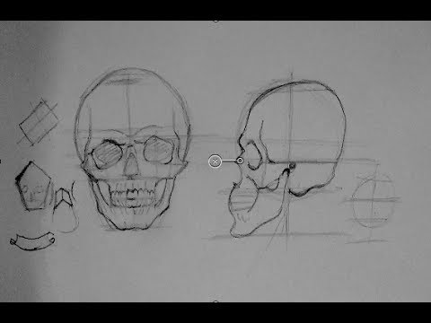480x360 Drawing Human Anatomy Head Proportions How To Draw - Anatomical Skull Drawing