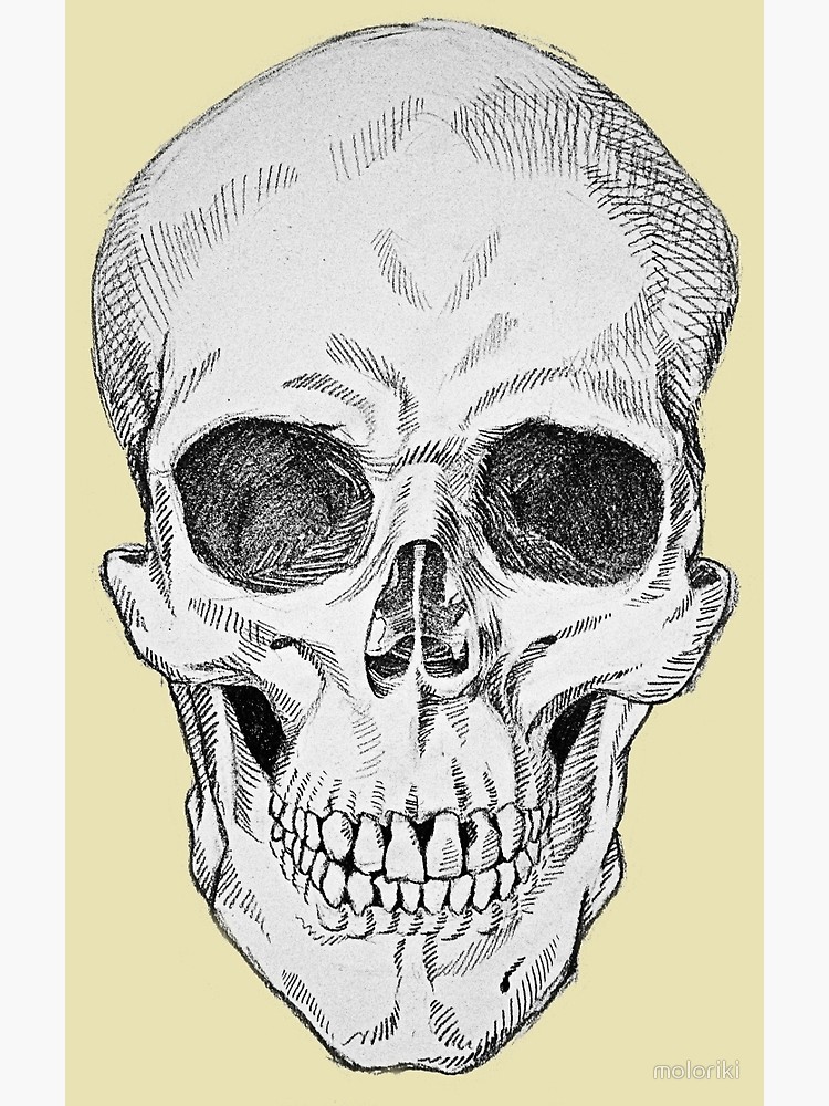 750x1000 Frontal Skull Anatomical Drawing Canvas Print - Anatomical Skull Drawing
