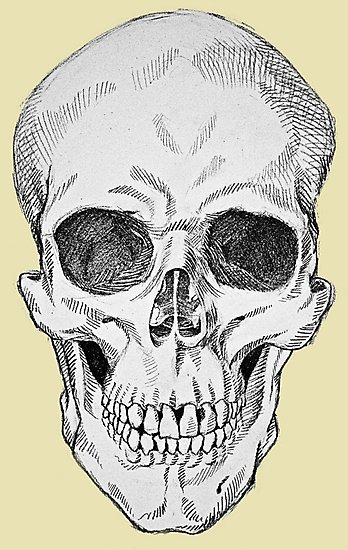 348x550 Frontal Skull Anatomical Drawing Photographic Prints - Anatomical Skull Drawing