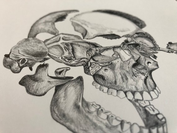 570x428 Human Skull Drawing Anatomical Drawing Anatomy Art Skull Etsy - Anatomical Skull Drawing