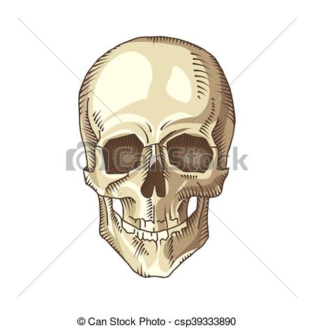 450x470 Illustration Of Anatomical Skull Isolated On The White Background - Anatomical Skull Drawing