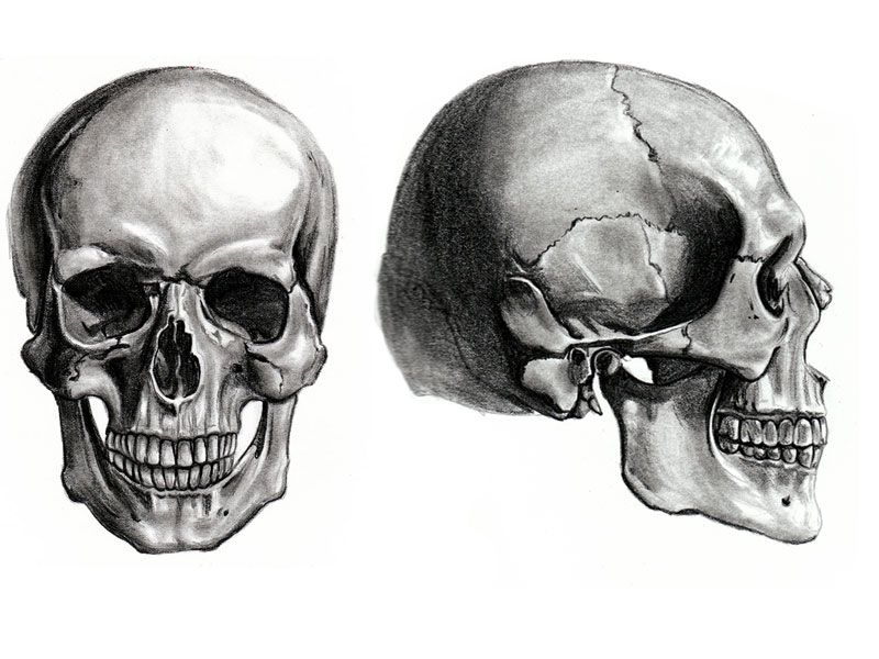 800x600 Learn Skull - Anatomical Skull Drawing