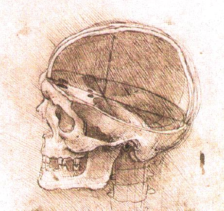 461x436 Skull Anatomy For Artists Drawn In Black - Anatomical Skull Drawing