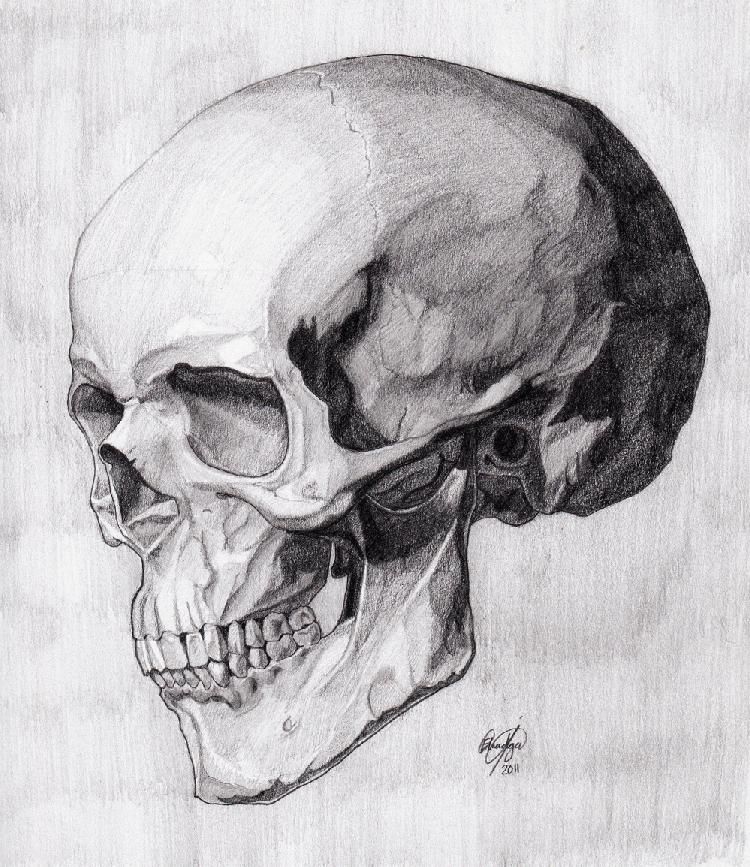 750x867 Skull Three Quarter Reverse - Anatomical Skull Drawing