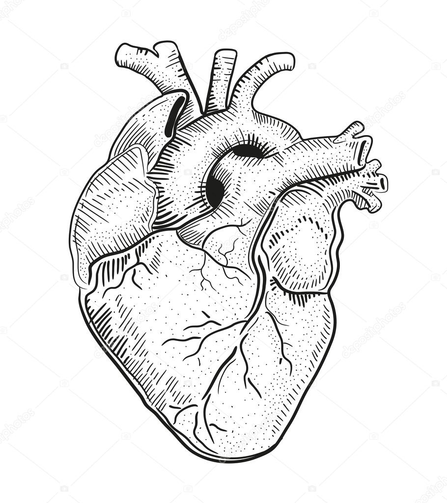910x1024 Anatomically Correct Heart Drawing - Anatomically Correct Heart Drawing