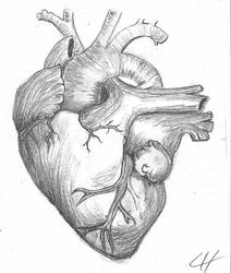 anatomically correct heart drawing