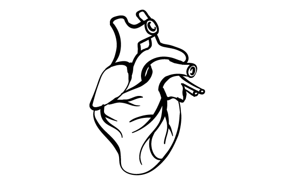 580x386 Anatomically Correct Heart - Anatomically Correct Heart Drawing