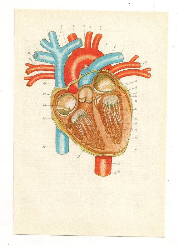 570x784 Anatomically Correct Heart Human Heart Diagram Anatomy Etsy - Anatomically Correct Heart Drawing
