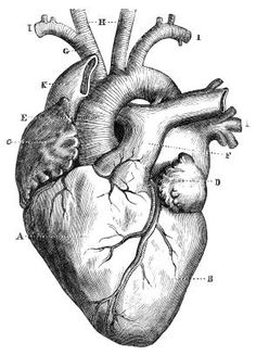 236x327 Photos Realistic Heart Drawing - Anatomically Correct Heart Drawing