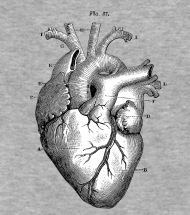 190x215 Really Sweet Shirts Anatomically Correct Heart - Anatomically Correct Heart Drawing