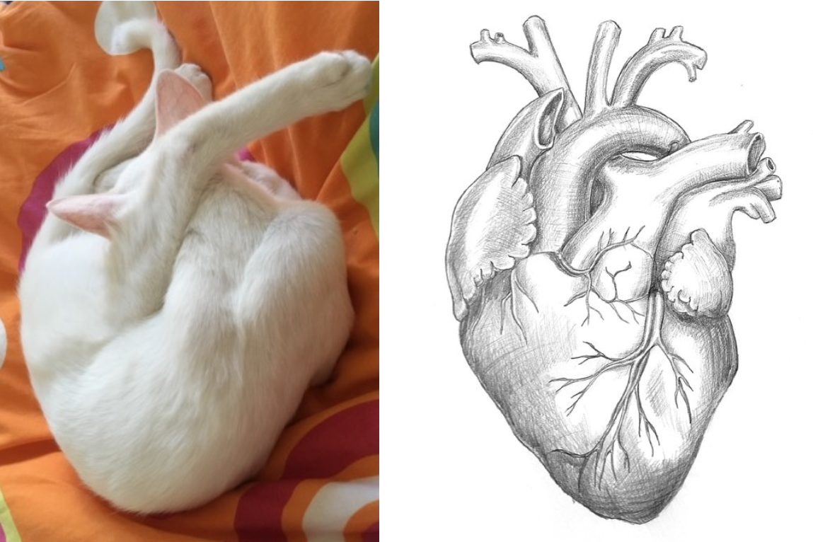 1149x766 Today Our Rescue Became An Anatomically Correct Heart Aww - Anatomically Correct Heart Drawing