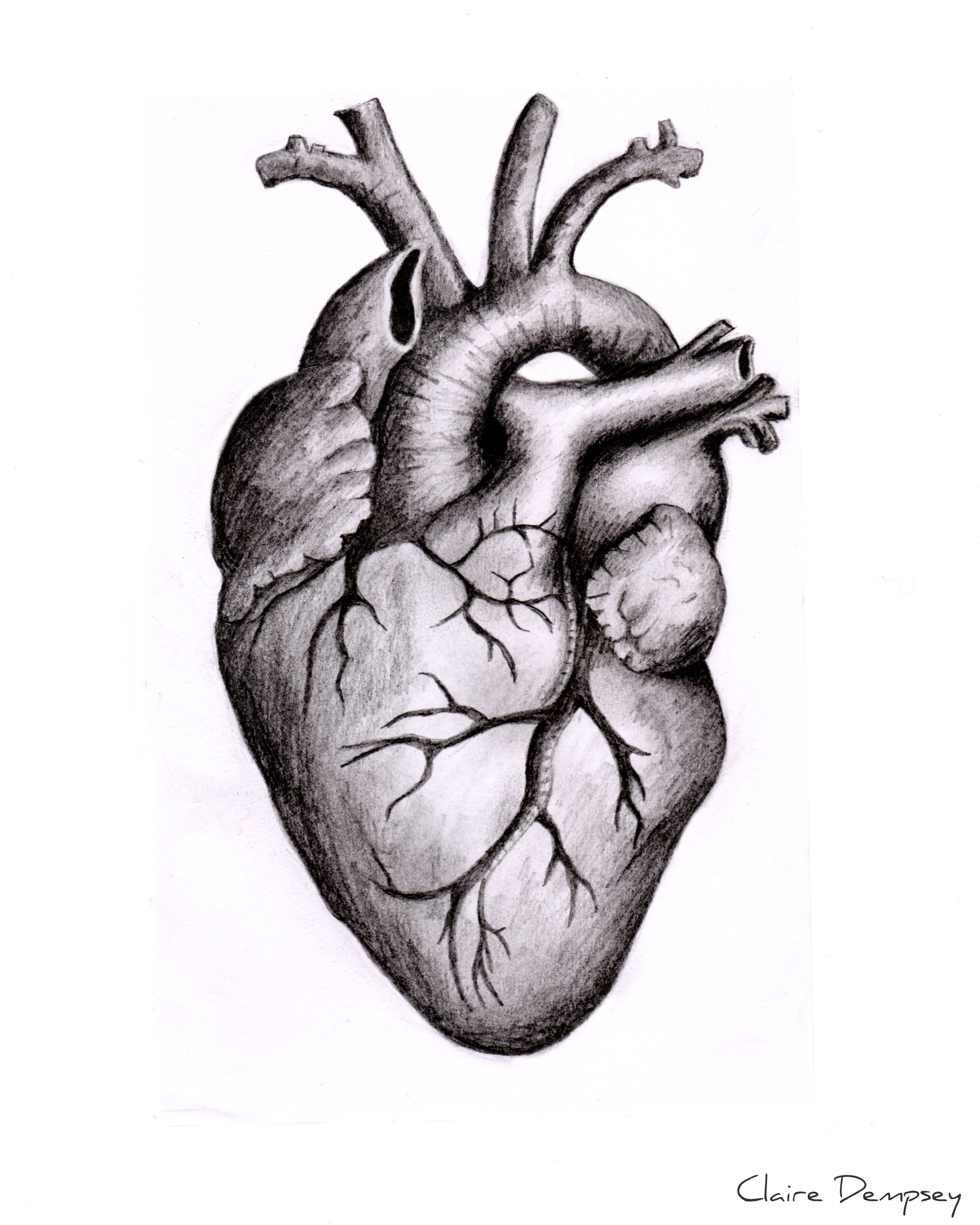 4695x5869 Anatomically Correct Human Heart - Anatomically Correct Heart Drawing