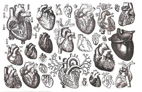 500x322 Drawing Black And White Heart Anatomy Human Heart Anatomically - Anatomically Correct Heart Drawing