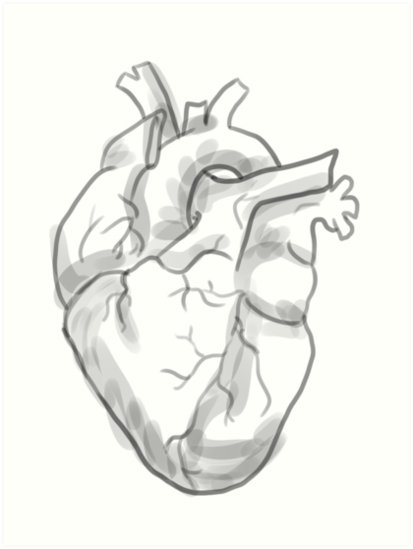 413x549 Anatomically Correct Heart Art Prints - Anatomically Correct Heart Drawing