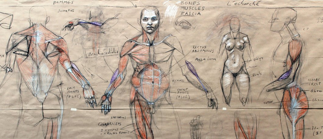Anatomy Drawing