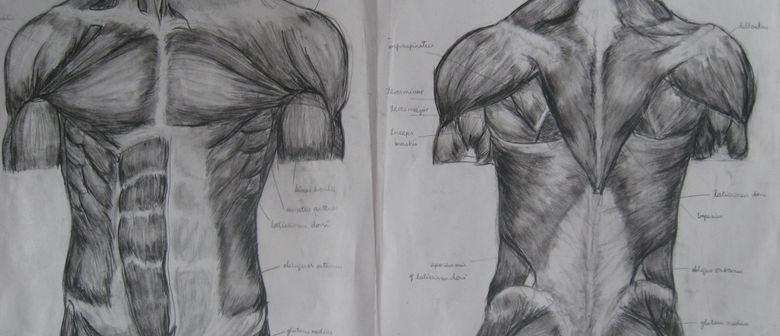 780x336 drawing salon - Anatomy Drawing