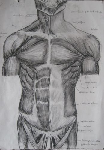 347x500 drawing salon - Anatomy Drawing