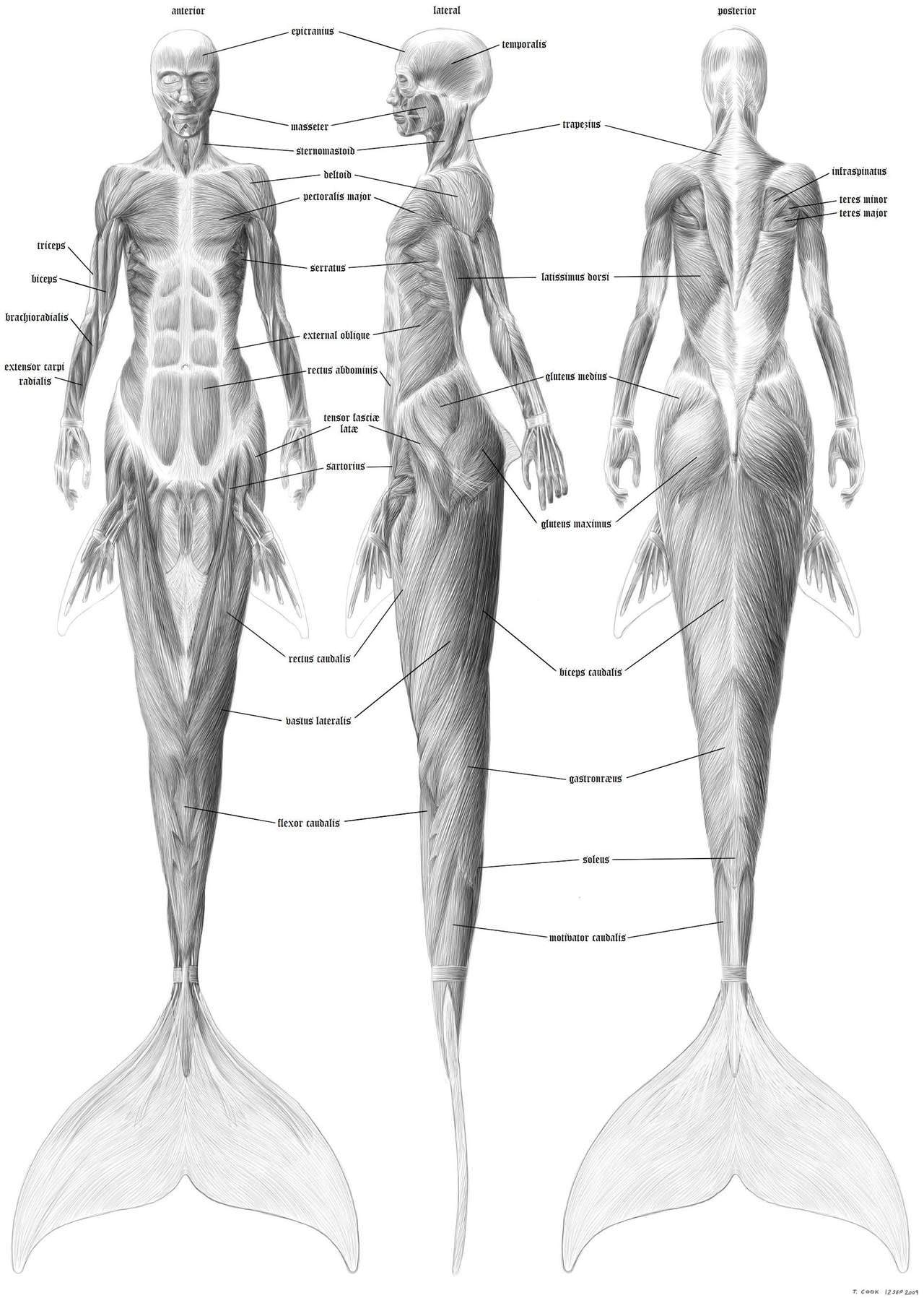 1280x1797 Drawinganatomy Dump Part Live Free Or Dump Hard - Anatomy Drawing