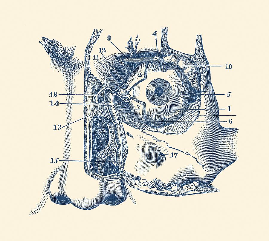 900x808 human eye and tear duct diagram - Anatomy Drawing