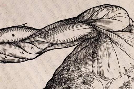 510x340 Art And Anatomy Life Drawing Class Rcp London - Anatomy Drawing