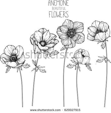 450x458 Anemone Flowers Drawing Vector Illustration And Line Art Fine - Anemone Drawing