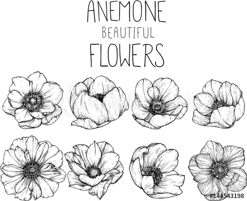 500x407 Anemone Flowers Drawing Vector Illustration And Line Art - Anemone Drawing