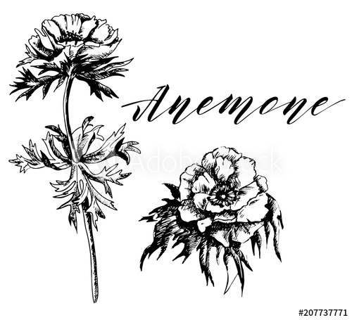500x455 Anemone Flowers Drawing With Line Art On White Backgrounds - Anemone Drawing