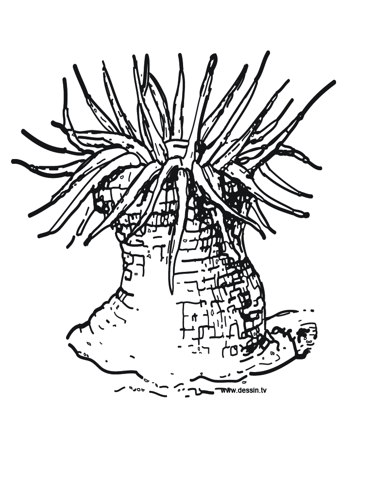 768x1024 Coloring Anemone - Anemone Drawing