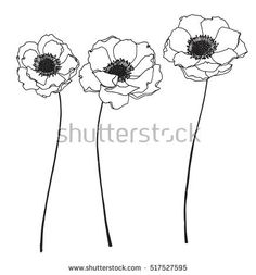 236x253 Drawing Anemone Flower On White Backgrounds Vector Ink - Anemone Drawing