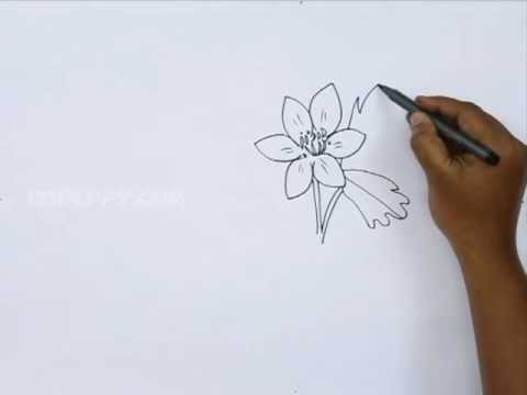 480x360 How To Draw An Anemone - Anemone Drawing