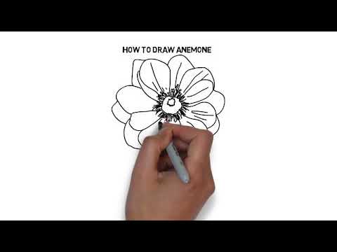 480x360 How To Draw Anemone - Anemone Drawing