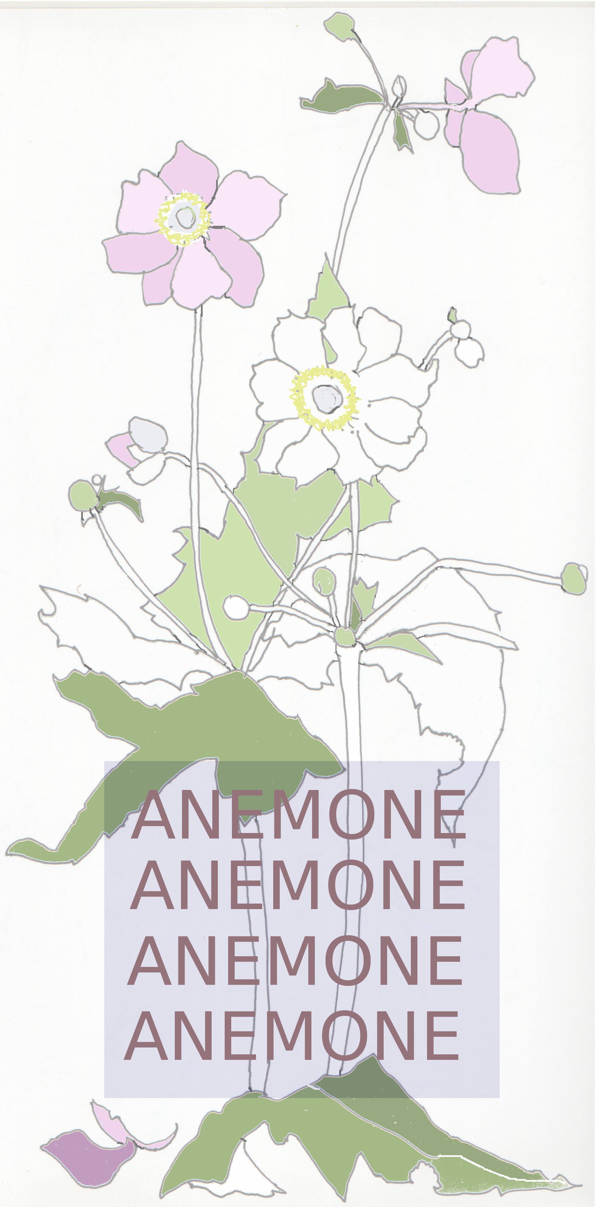 1920x3887 Japanes Anemone Drawing - Anemone Drawing