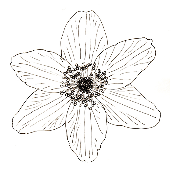 567x567 Plant Of The Fortnight Wood Anemone Ella's Place - Anemone Drawing
