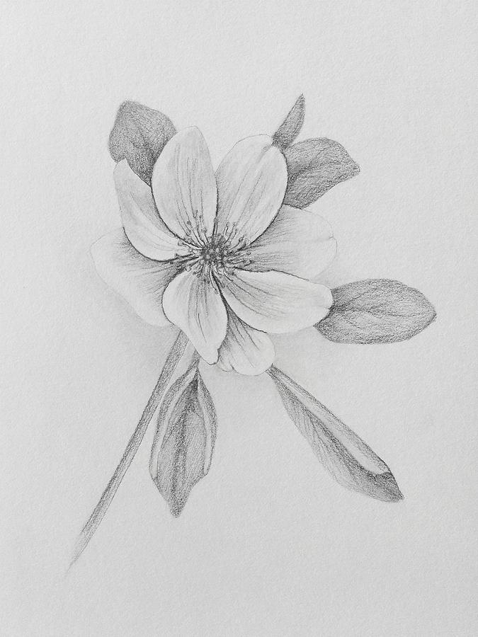 675x900 Rue Anemone Drawing - Anemone Drawing