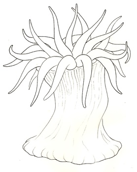 278x350 Sea Anemone - Anemone Drawing