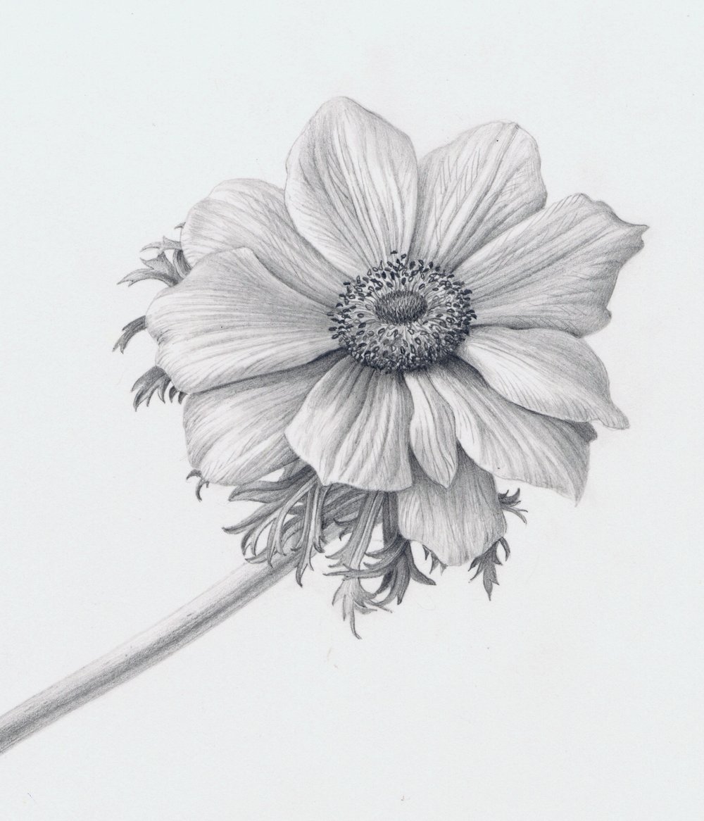 1000x1166 Anemone Flower Botanicals - Anemone Drawing