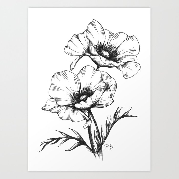 700x700 anemone flowers art print - Anemone Flower Drawing