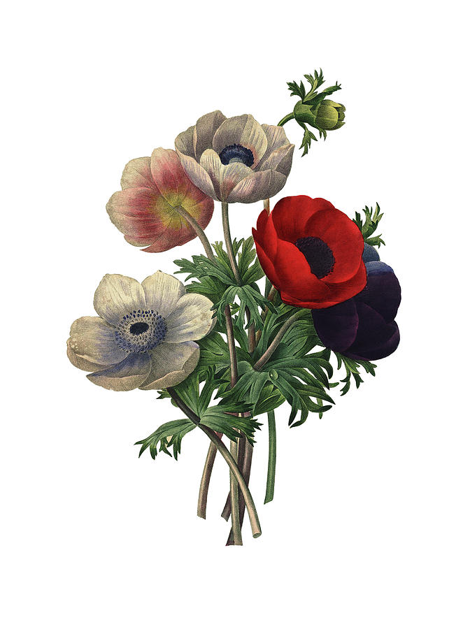 672x900 anemone simplex redoute flower illustrations drawing - Anemone Flower Drawing