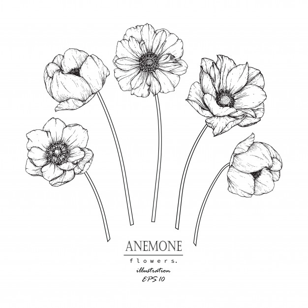 626x626 anemone leaf and flower drawings vector premium download - Anemone Flower Drawing