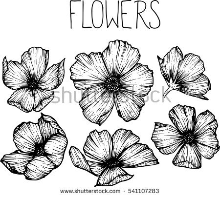 450x404 Flower Drawings Clip Art Clipart Collection - Anemone Flower Drawing