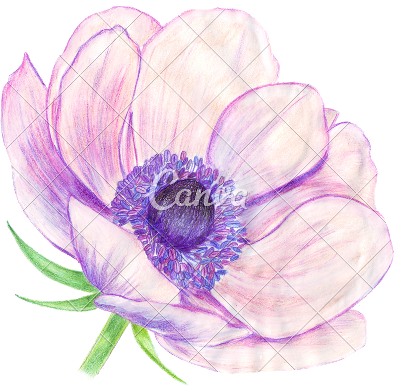 800x779 hand drawing of anemone flower - Anemone Flower Drawing