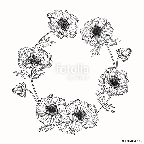 500x500 hand drawing flowers anemone flower vector illustration and clip - Anemone Flower Drawing