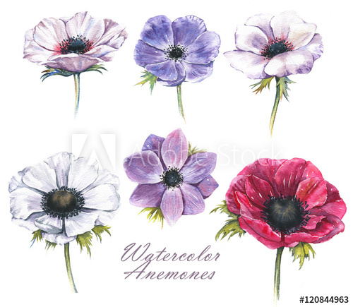 500x435 Hand Drawn Watercolor Illustration Of The Isolated Anemones - Anemone Flower Drawing