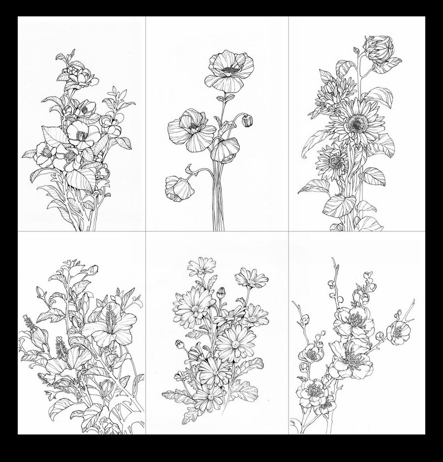 876x912 huge collection of 'anemone flower drawing' download more than - Anemone Flower Drawing
