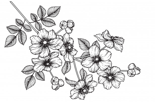 626x417 japanese anemone flower drawing vector premium download - Anemone Flower Drawing