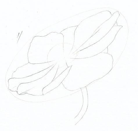 475x448 Learn To Paint Anemones In Watercolour - Anemone Flower Drawing