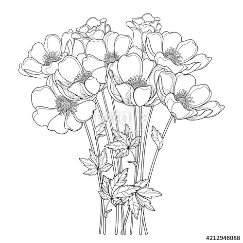 500x500 vector hand drawing bouquet with outline anemone flower - Anemone Flower Drawing