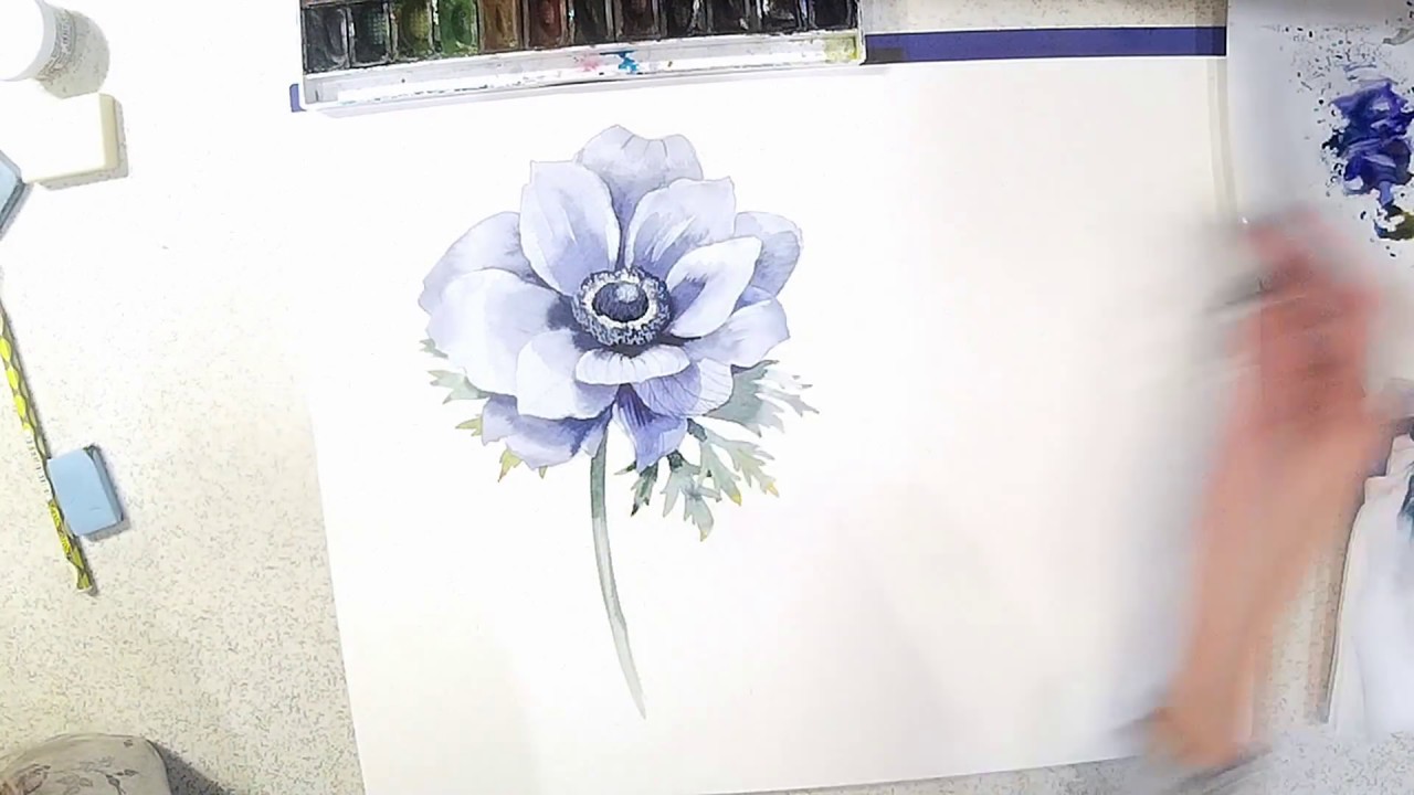 1280x720 watercolor flower anemone - Anemone Flower Drawing