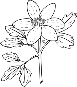 264x297 anemone flower clip art - Anemone Flower Drawing