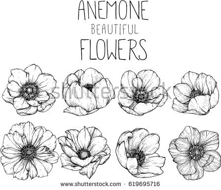 450x386 anemone flower clipart great free clipart, silhouette, coloring - Anemone Flower Drawing